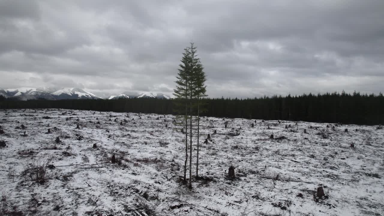 tres árboles solitarios se encuentran en una zona forestal cubierta de nieve, órbita aérea lenta