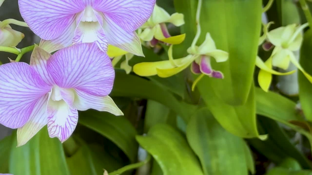 Close-up of purple orchids with lush green leaves, showcasing their vibrant petals and natural beauty.