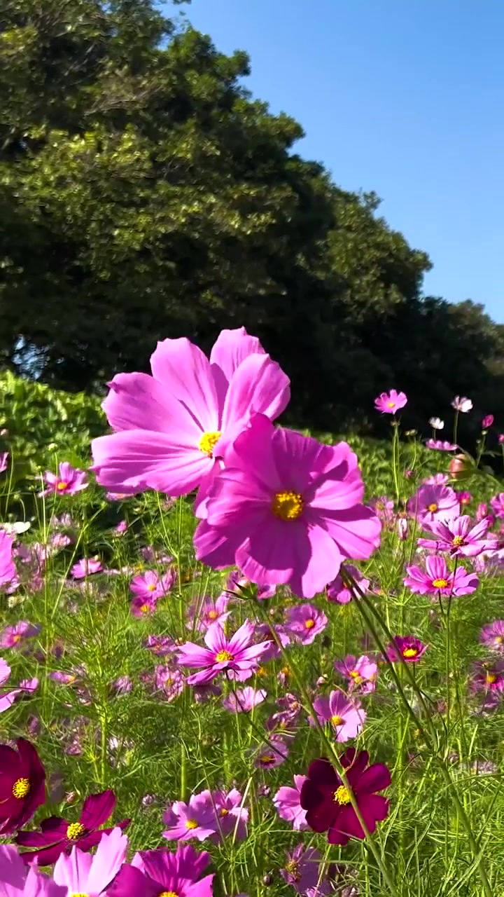 Vivaci fiori di cosmos in un giardino lussureggiante