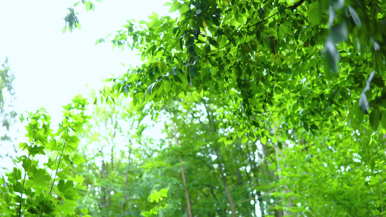 녹색 잎을 통해 밝은 하늘을 올려다