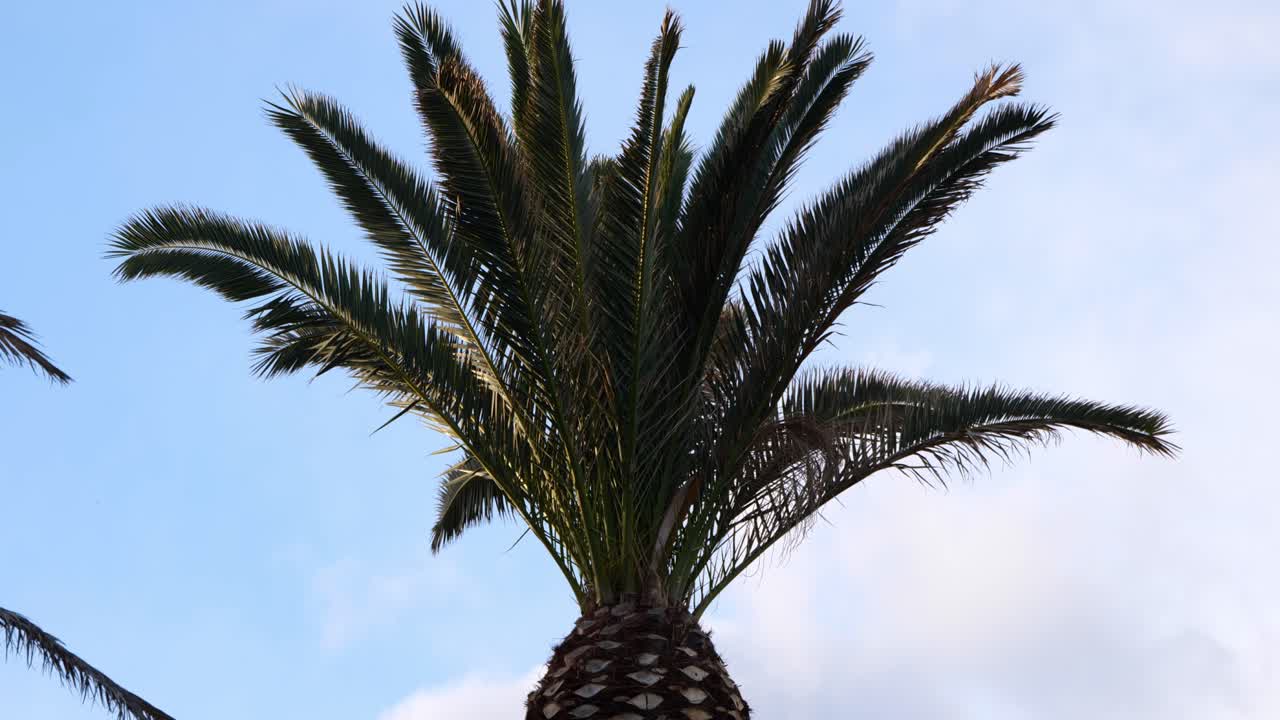 Feather-like Shape And Evergreen Fronds Of The Palm Tree In Estepona, Spain