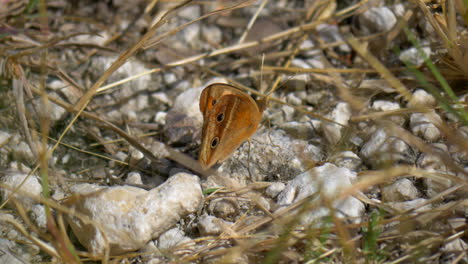 Hermosa-Mariposa-De-Pie-Sobre-Piedras-Blancas-En-El-Suelo