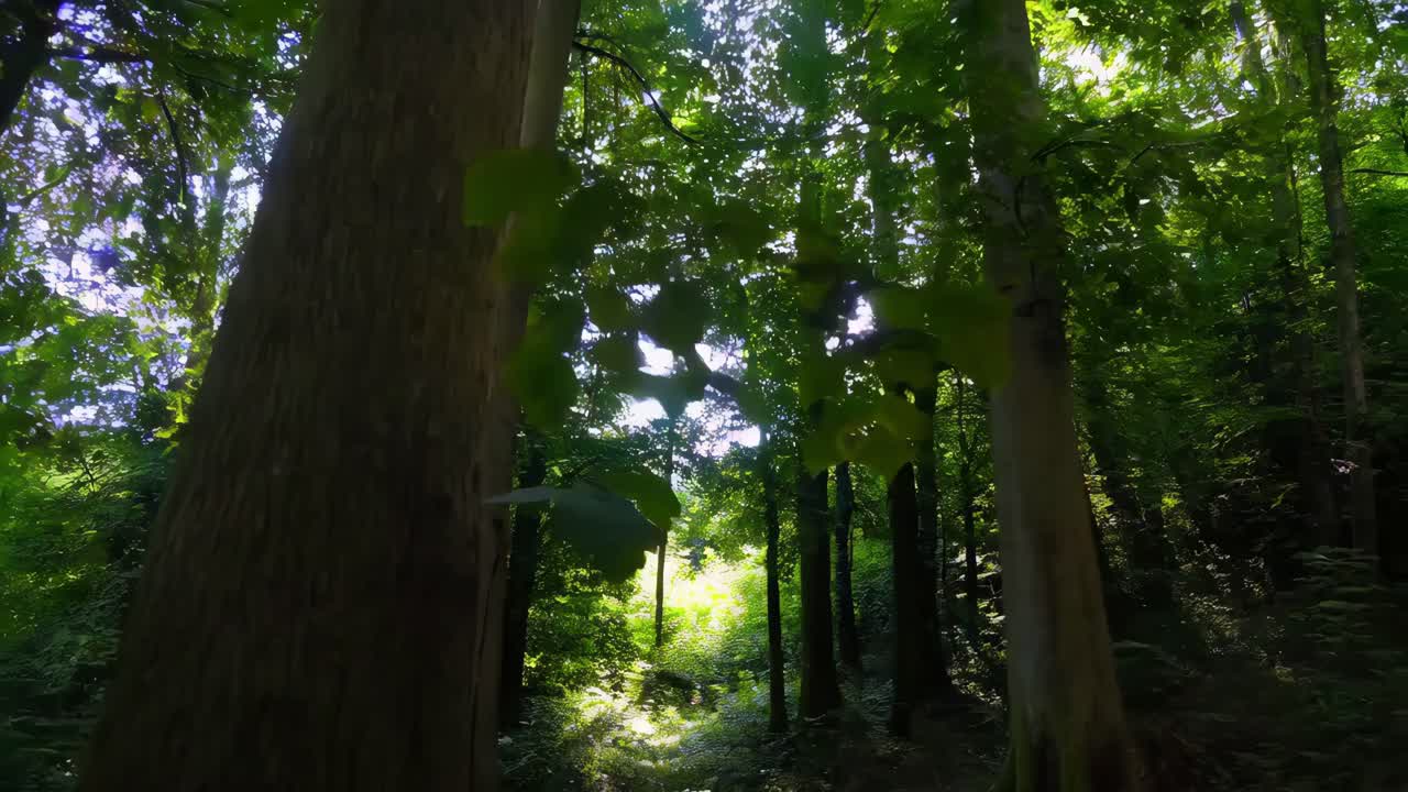 빛이 울창한 숲을 가로질러 필터링