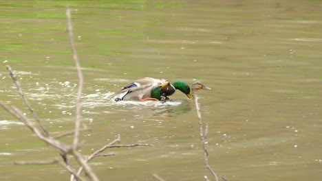 Duck-fight-in-pond