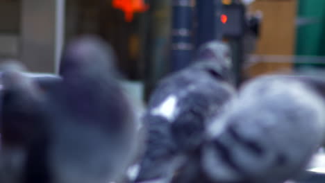 The-Homing-Pigeons-Of-Vancouver-Cleaning-Their-Body-And-Feathers-Using-Their-Beaks-Close-Up-Shot