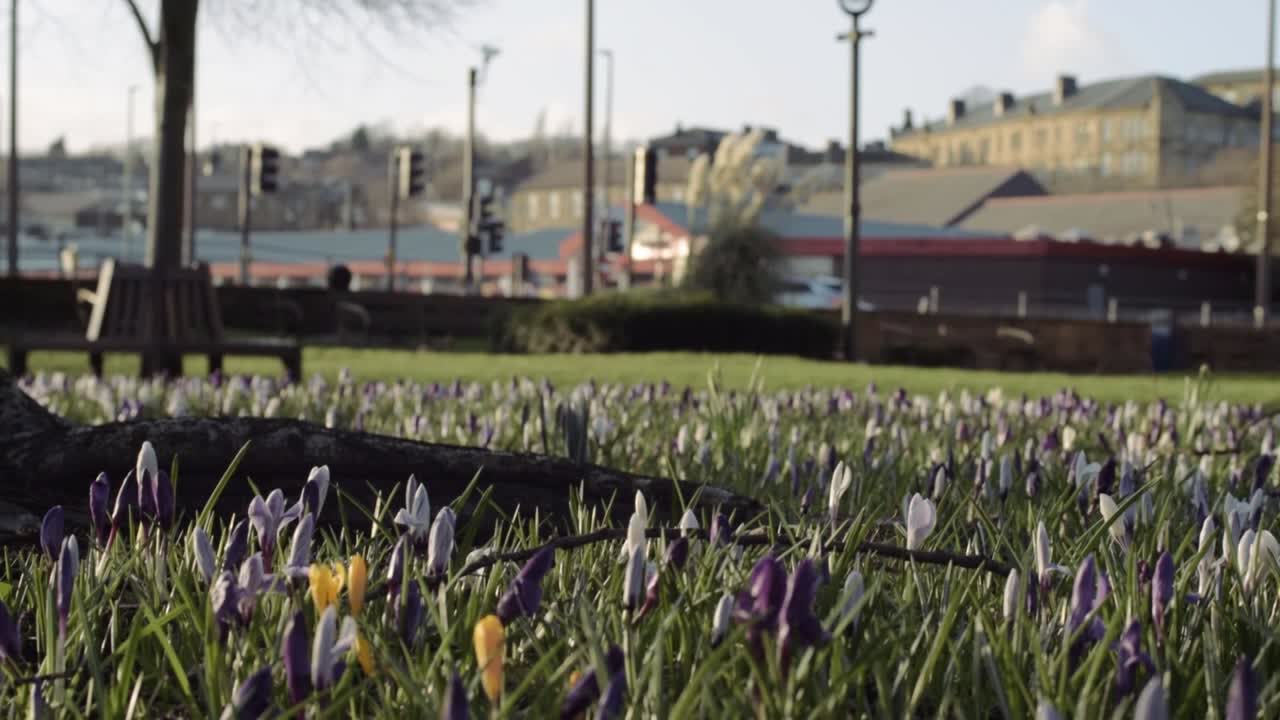Field of Crocus flowers growing in urban town park