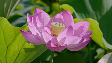 beautiful lotus flowers in tokyo ueno