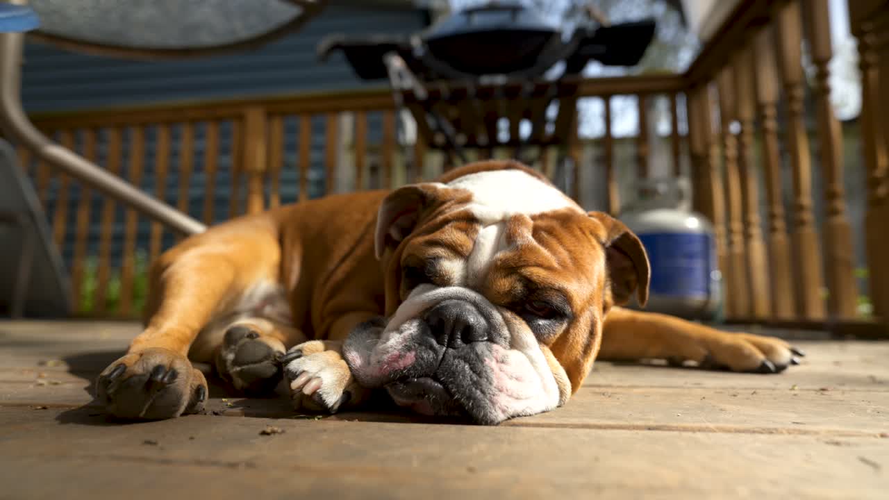 primer plano retrato de bulldog inglés, durmiendo al aire libre en verano