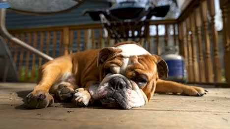 closeup english bulldog portrait, sleeping outdoors in summer