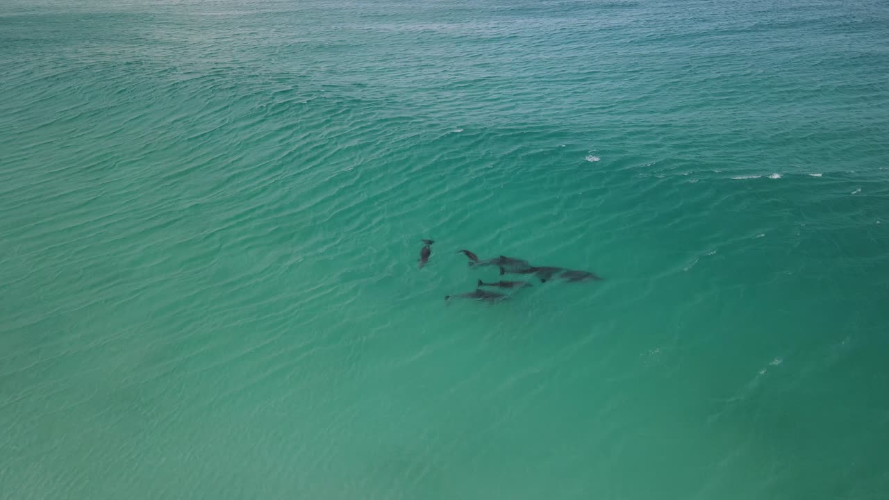 Aerial drone footage of a Small pod of dolphins including a Mother and baby dolphin in Albany Western Australia Pt3