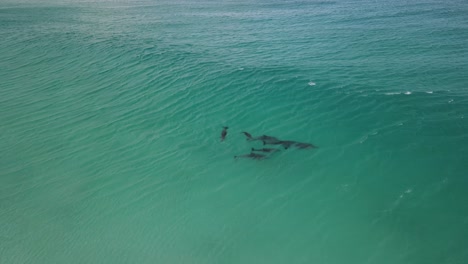 aerial drone footage of a small pod of dolphins including a mother and baby dolphin in albany western australia pt3