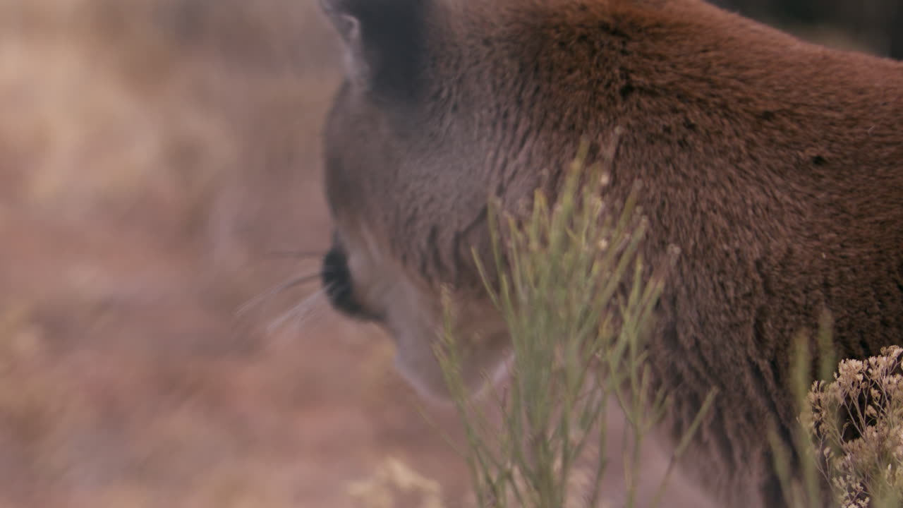 Female mountain lion in field - side profile turns to pur