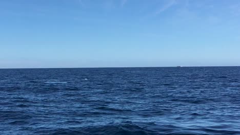 three humpback whales coming out of the water to breathe and show their tails in cabo san lucas-1