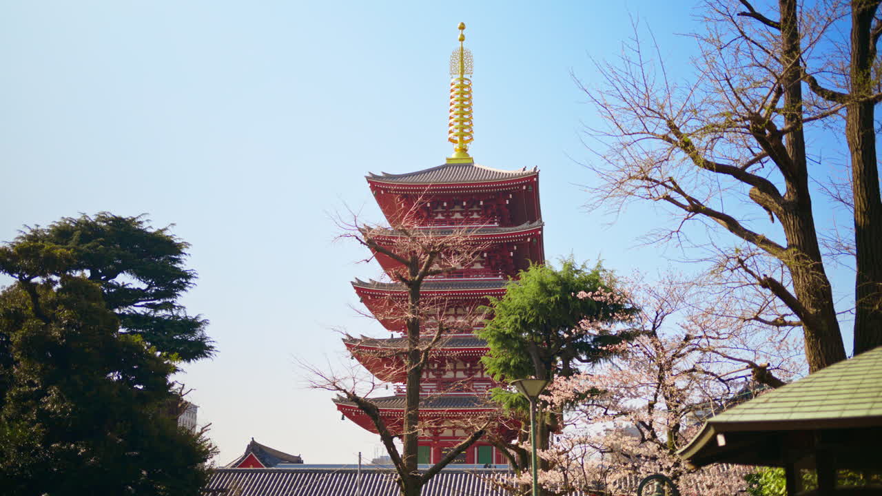 The Senso-ji temple surrounded by cherry blossoms in daylight in Asakusa, Tokyo, Japan