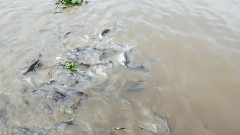 Alimentando-A-Muchos-Bancos-De-Peces-En-El-Río