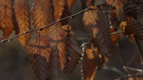 breeze blows autumn chestnut leaves in branches, close-up, pan