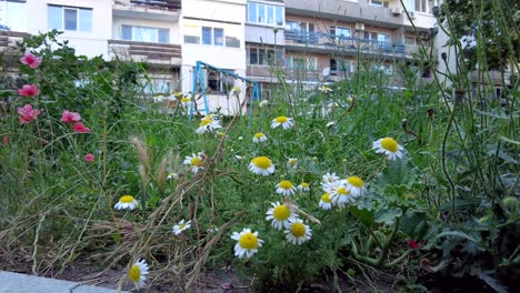 daisyflower area in the park