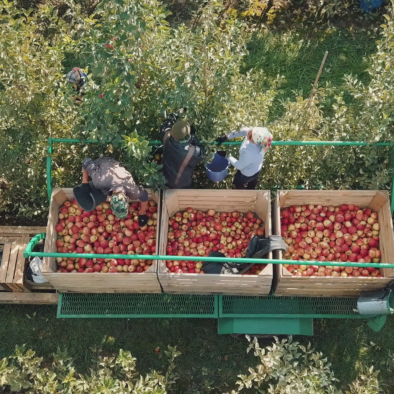 People pick apples and put them in wooden boxes on the trailer for transportation and further sale in summer season. Aerial view.