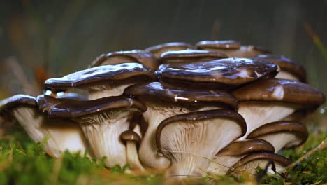 pleurotus mushroom in a sunny forest in the rain.