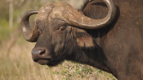 wild african buffalo bull turns to look at camera and licks nose, slowmo closeup