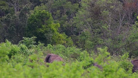 Los-Elefantes-Asiáticos-Son-Especies-En-Peligro-De-Extinción-Y-También-Son-Residentes-De-Tailandia