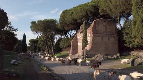 Herd-of-goats-passing-by-funeral-monument-on-appian-way-in-rome-on-a-sunny-day,-perspective-view