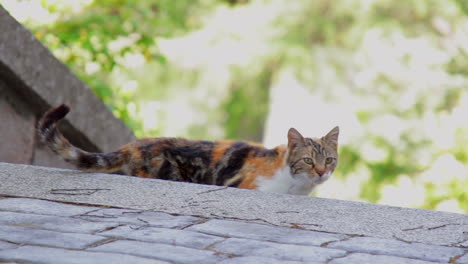 Orange-and-black-cat-rubs-itself-against-some-steps,-then-hops-up-and-walks