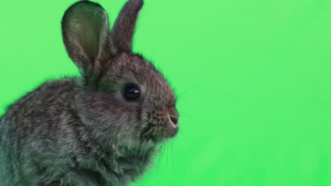 cute bunny on green screen