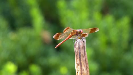 Skimmer-De-Llama-Coreano-Libélula-Roja-Encaramada-En-La-Punta-De-Una-Planta-Podrida-En-Verano