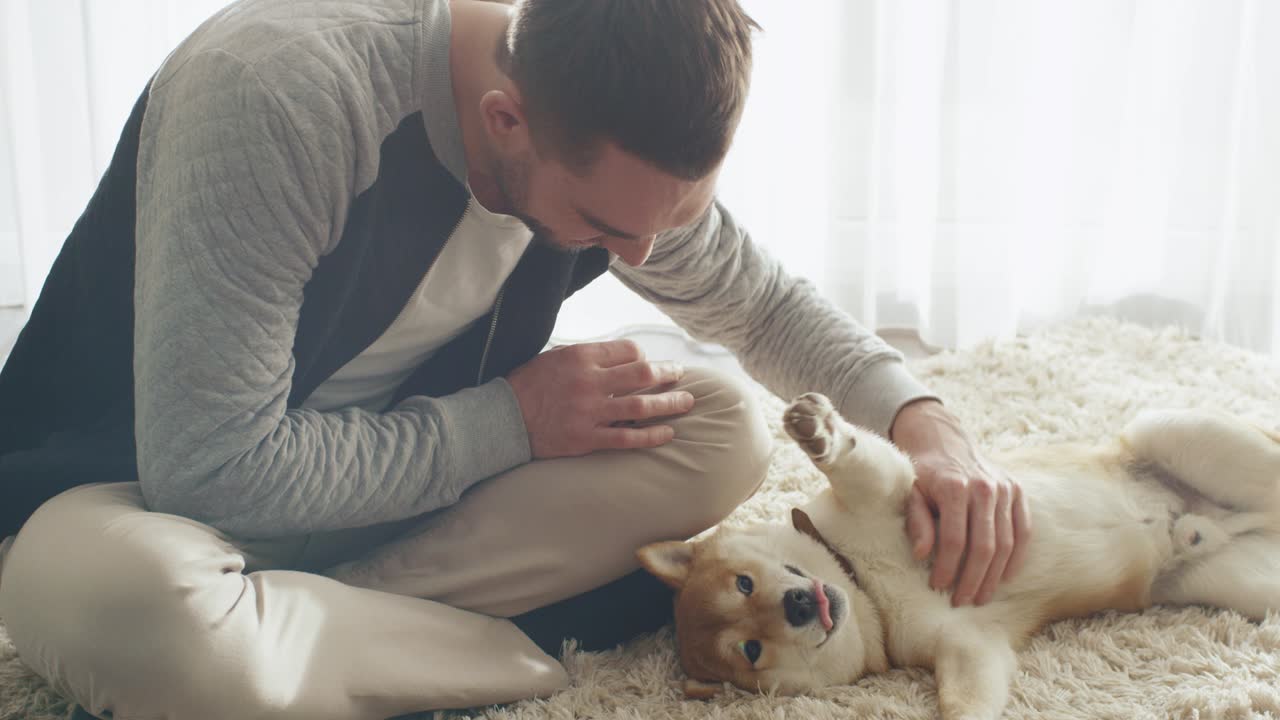 남자가 거실에서 시바 개와 놀고 있다.