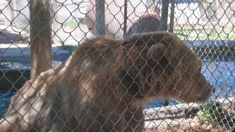 oso pardo pardo en cautiverio sentado cerca de la valla mirando