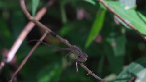 Zooming-out-revealing-this-lizard-looking-to-the-camera-while-resting-on-a-small-branch,-Oriental-Garden-Lizard-Calotes-versicolor,-Thailand