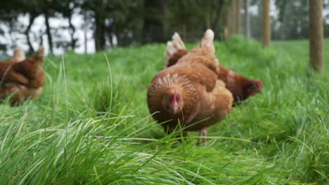 slow motion grass with chickens in background