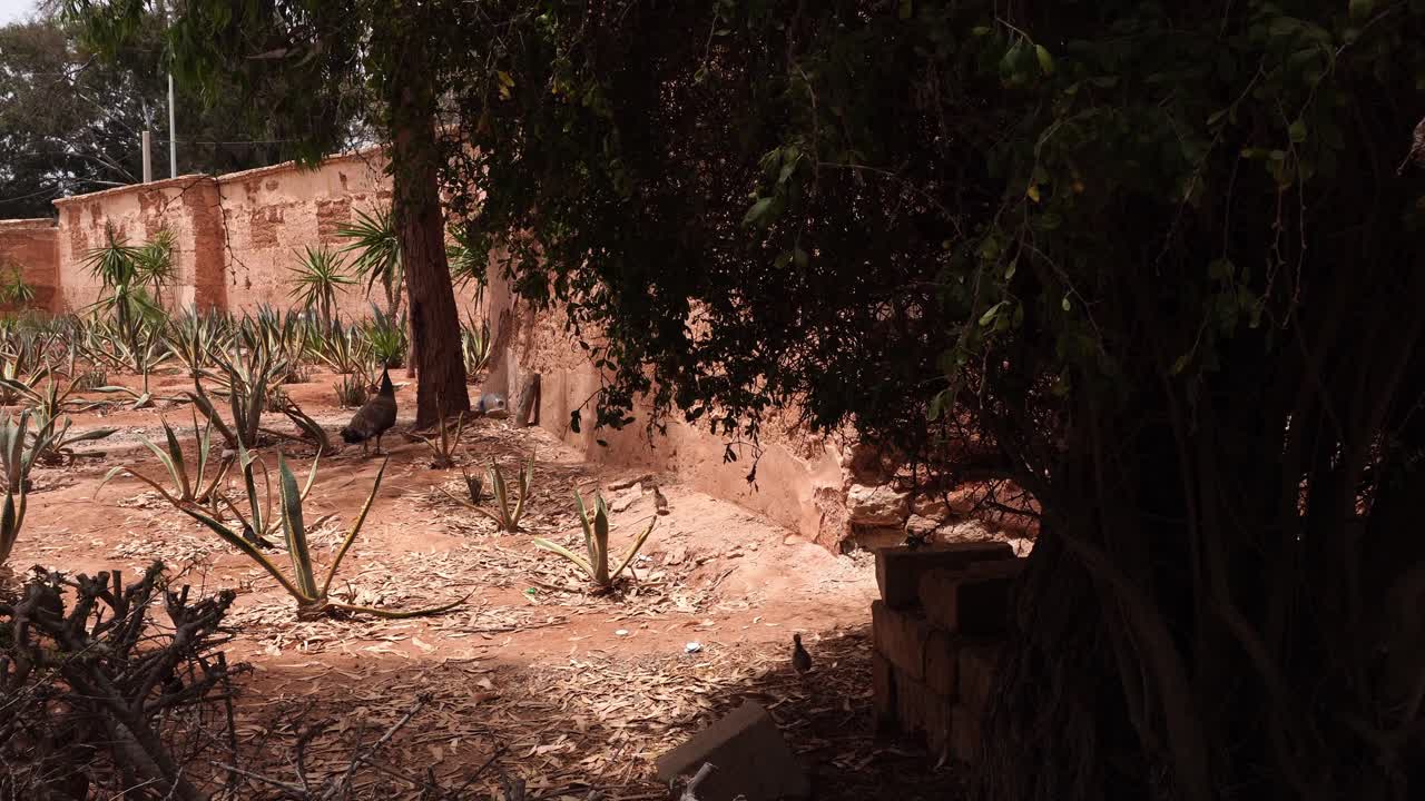 A magnificent bird with its babies moving through an environment under the sun's rays. A wall with diverse vegetation