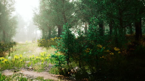 Foggy-summer-morning-in-the-mountains