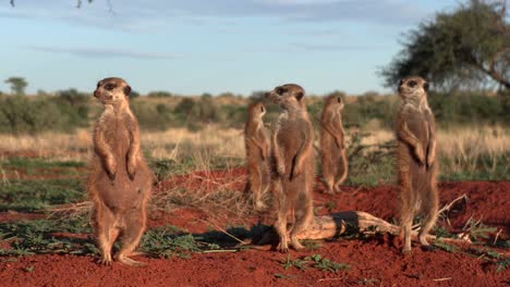 Nahaufnahme-Von-Erdmännchen,-Die-Während-Der-Goldenen-Morgenstunde-Aufrecht-In-Ihrem-Bau-In-Der-Halbwüstensavanne-Der-Südlichen-Kalahari-Stehen