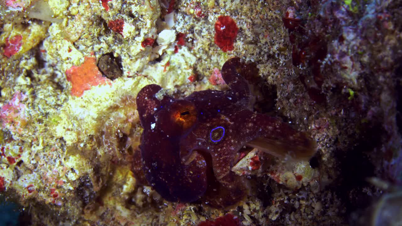 Mototi Ocellate Octopus Lembeh Indonesia 4k 25fps