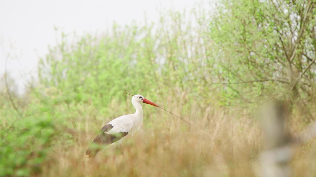 pájaro cigüeña blanca en la hierba larga sosteniendo un palo largo en el pico, perdiéndolo