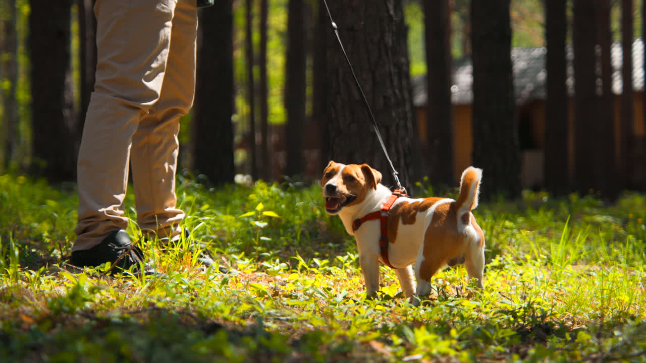 un hombre caminando con su jack russell terrier en un bosque.