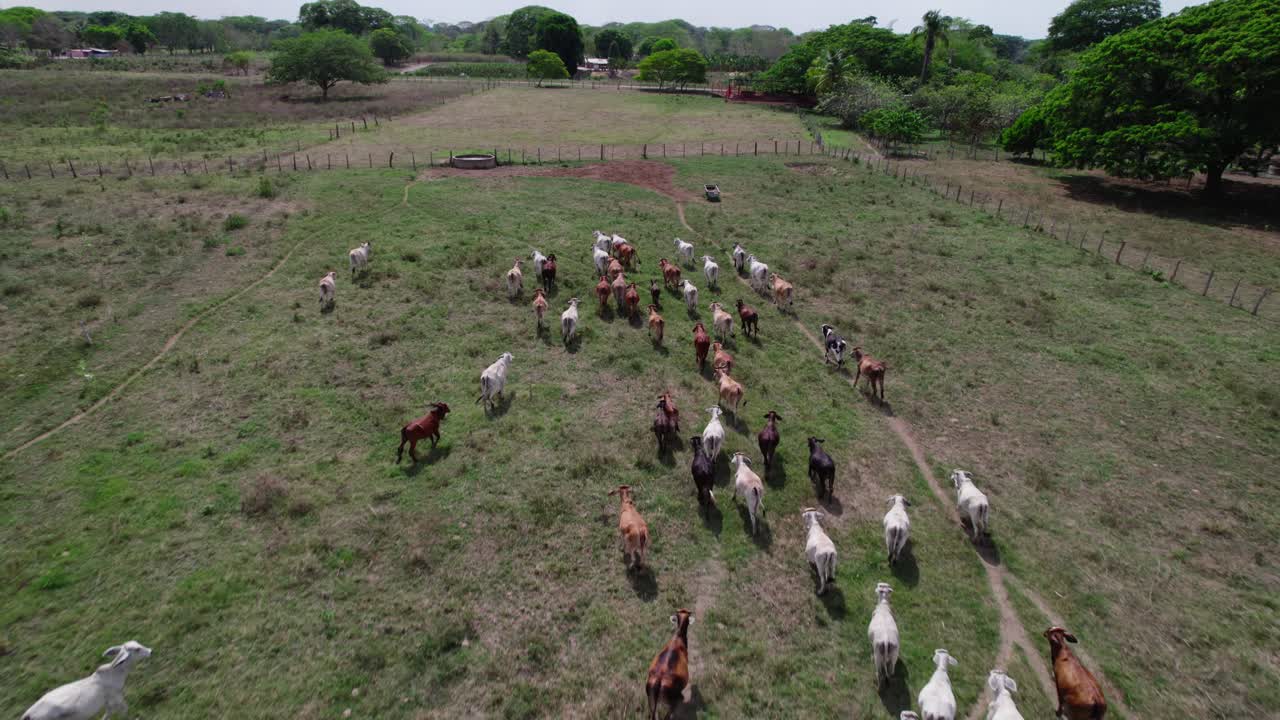 A large herd of dairy cows walking across green open meadows, aerial view