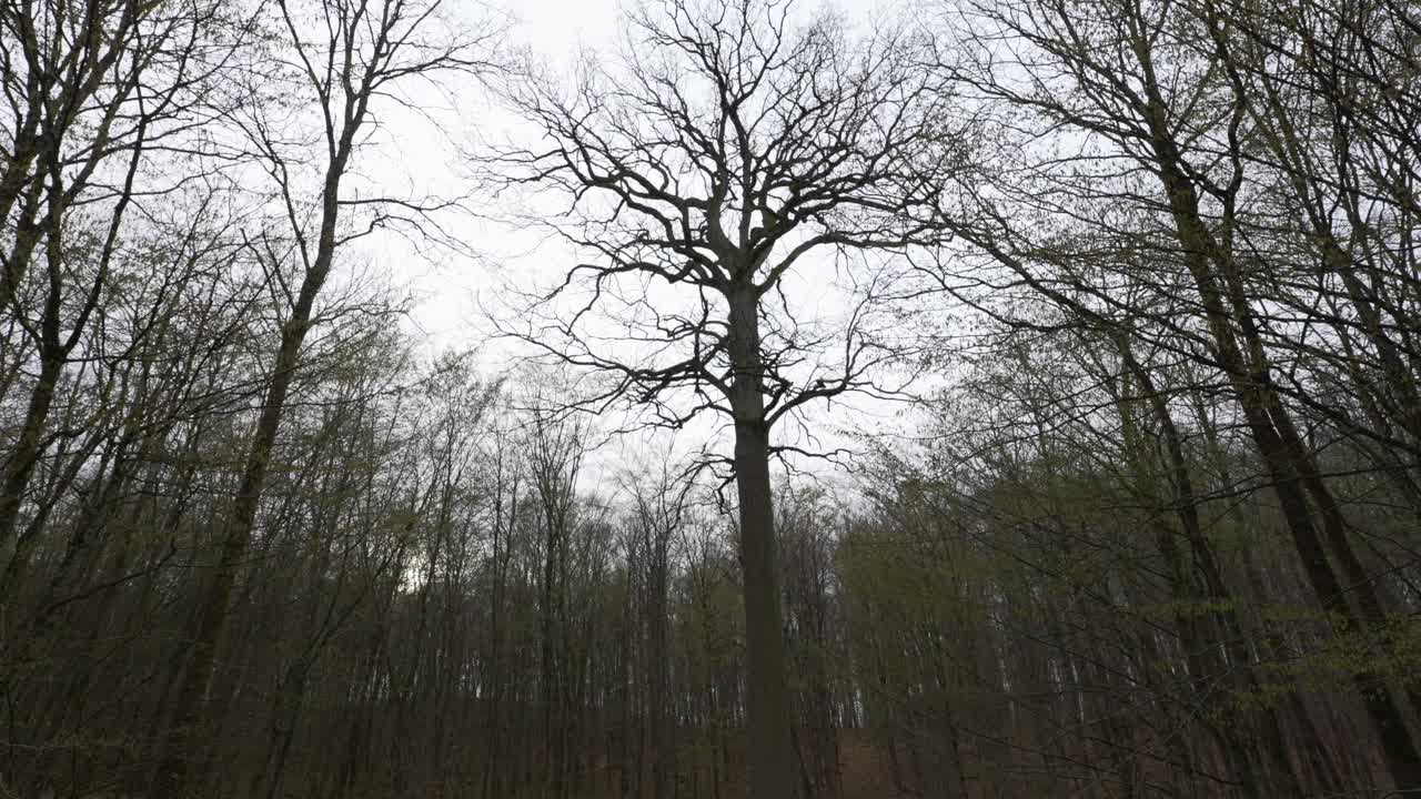 顶部的树冠树枝在无叶的森林树木中向外蔓延