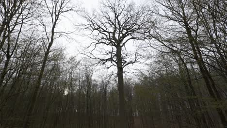 Top-canopy-branches-spread-outwards-scraggly-in-leafless-forest-trees