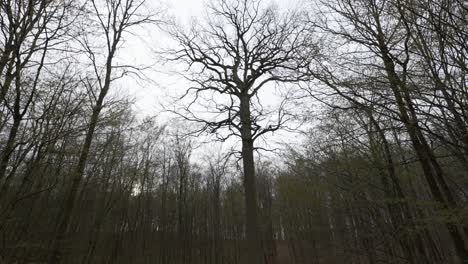 top canopy branches spread outwards scraggly in leafless forest trees