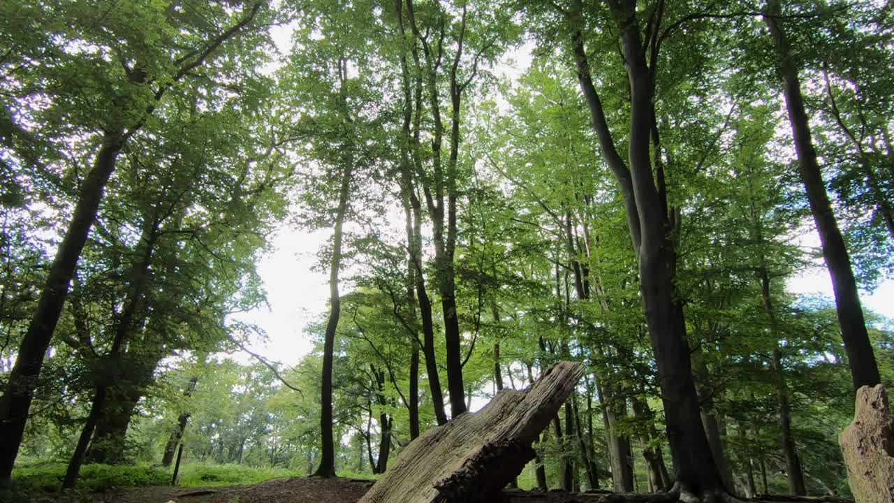 땅에 죽은 나무가 쓰러진 영국 숲의 무성한 숲