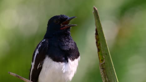 Das-Orientalische-Elsternrotkehlchen-Ist-Ein-In-Thailand-Sehr-Verbreiteter-Sperlingsvogel,-In-Dem-Er-überall-Zu-Sehen-Ist