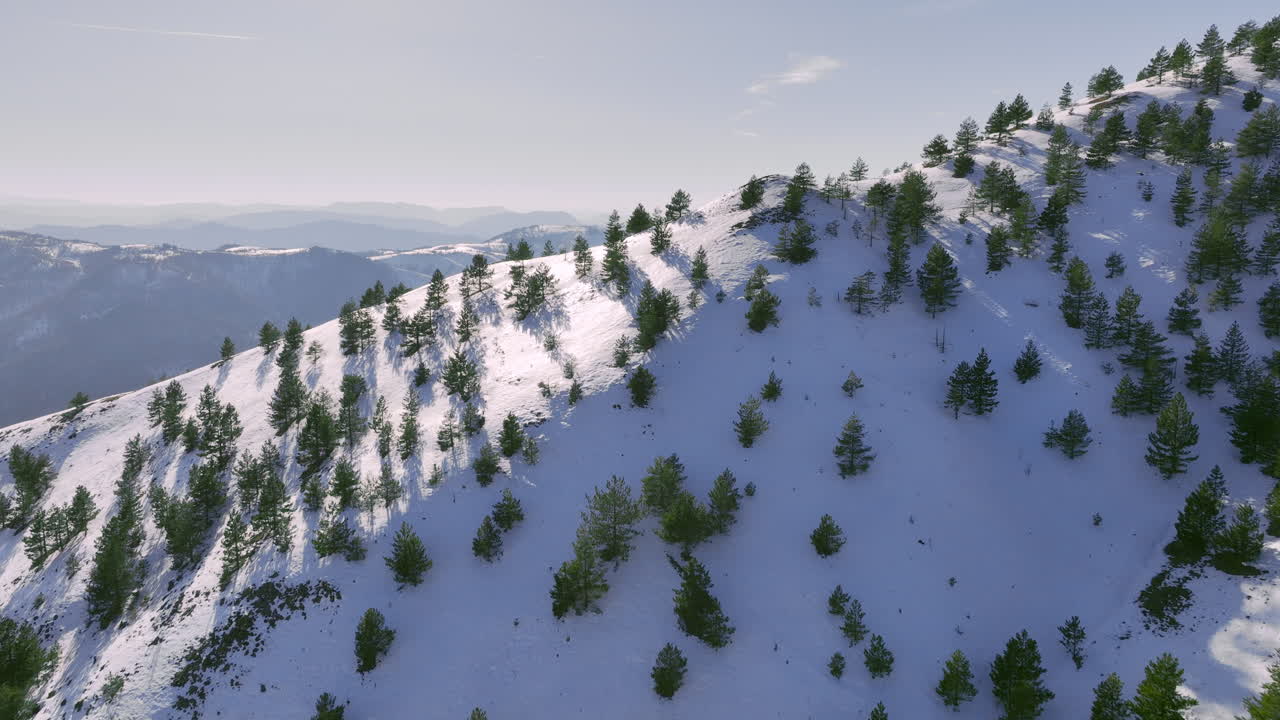 Aerial view of a snowy mountain with pine trees in winter