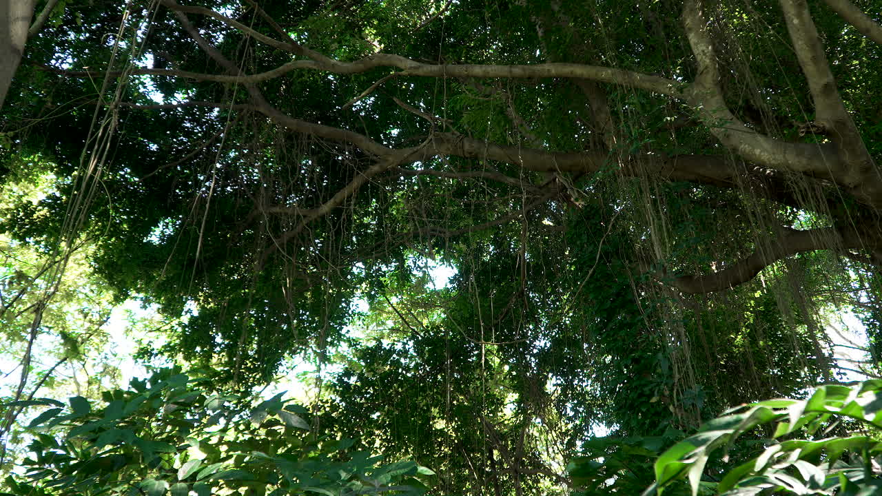 Ficus Microcarpa Tree With lianas Hanging of Tree Branches in Dense Tropical Rainforest in Bali Indonesia - Truck Shot