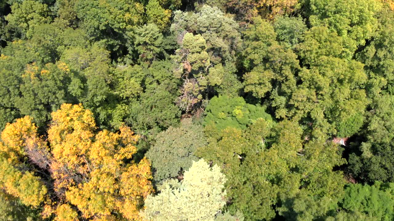 drone: copas de los árboles desde el cielo