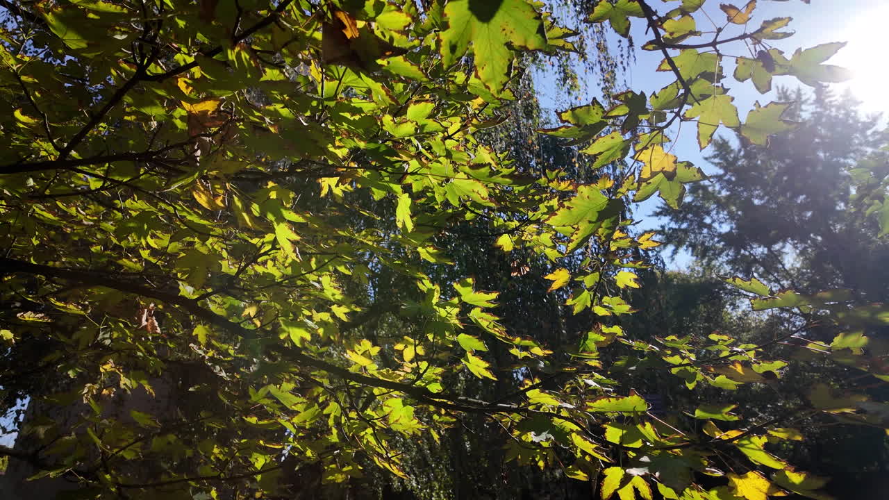 Sunlight filtering through autumn maple leaves
