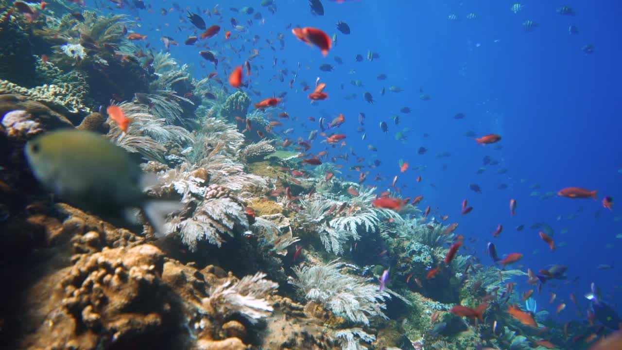 increíble arrecife de coral bajo el agua en indonesia